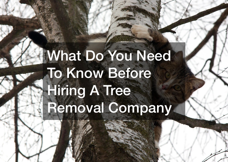 What Do You Need To Know Before Hiring A Tree Removal Company