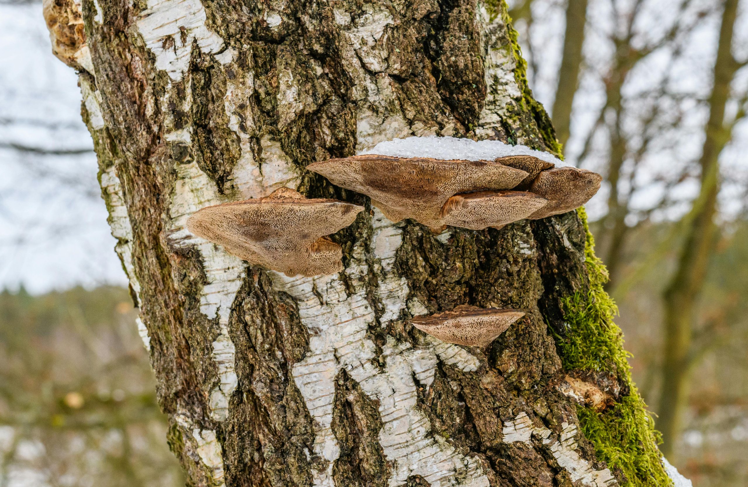 white fungus on a tree trunk