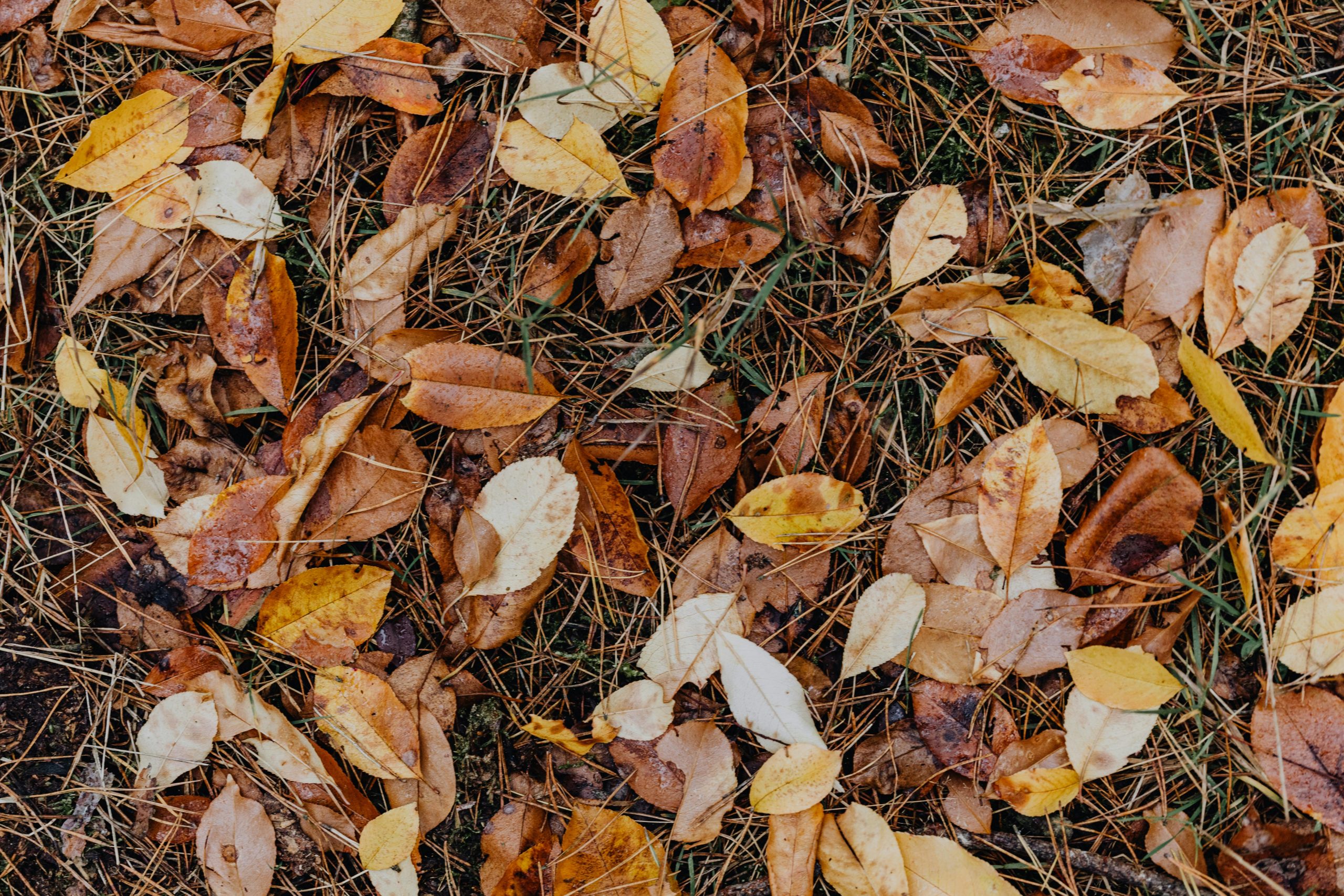 dead leaves on the ground