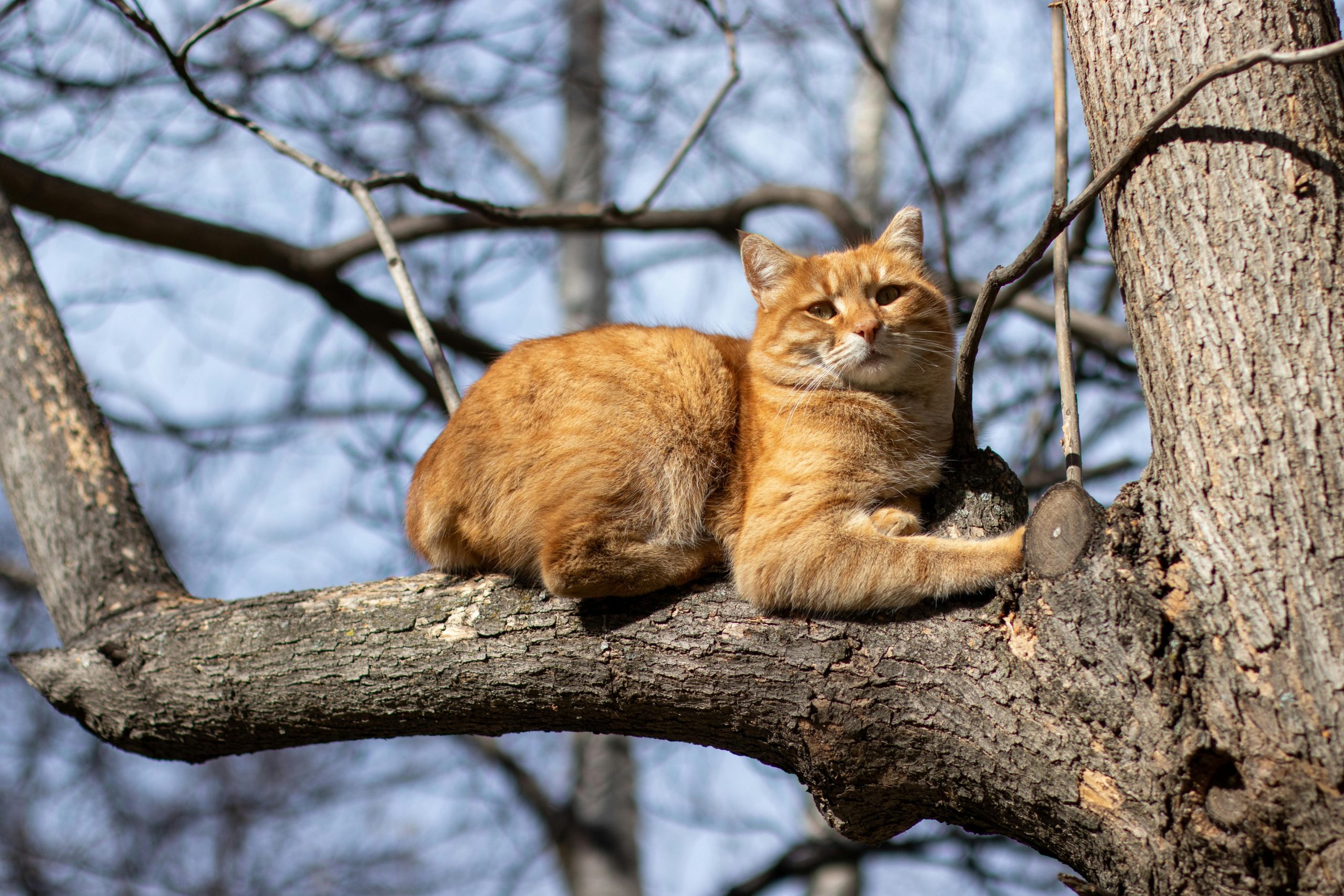 ginger cat resting on a tree