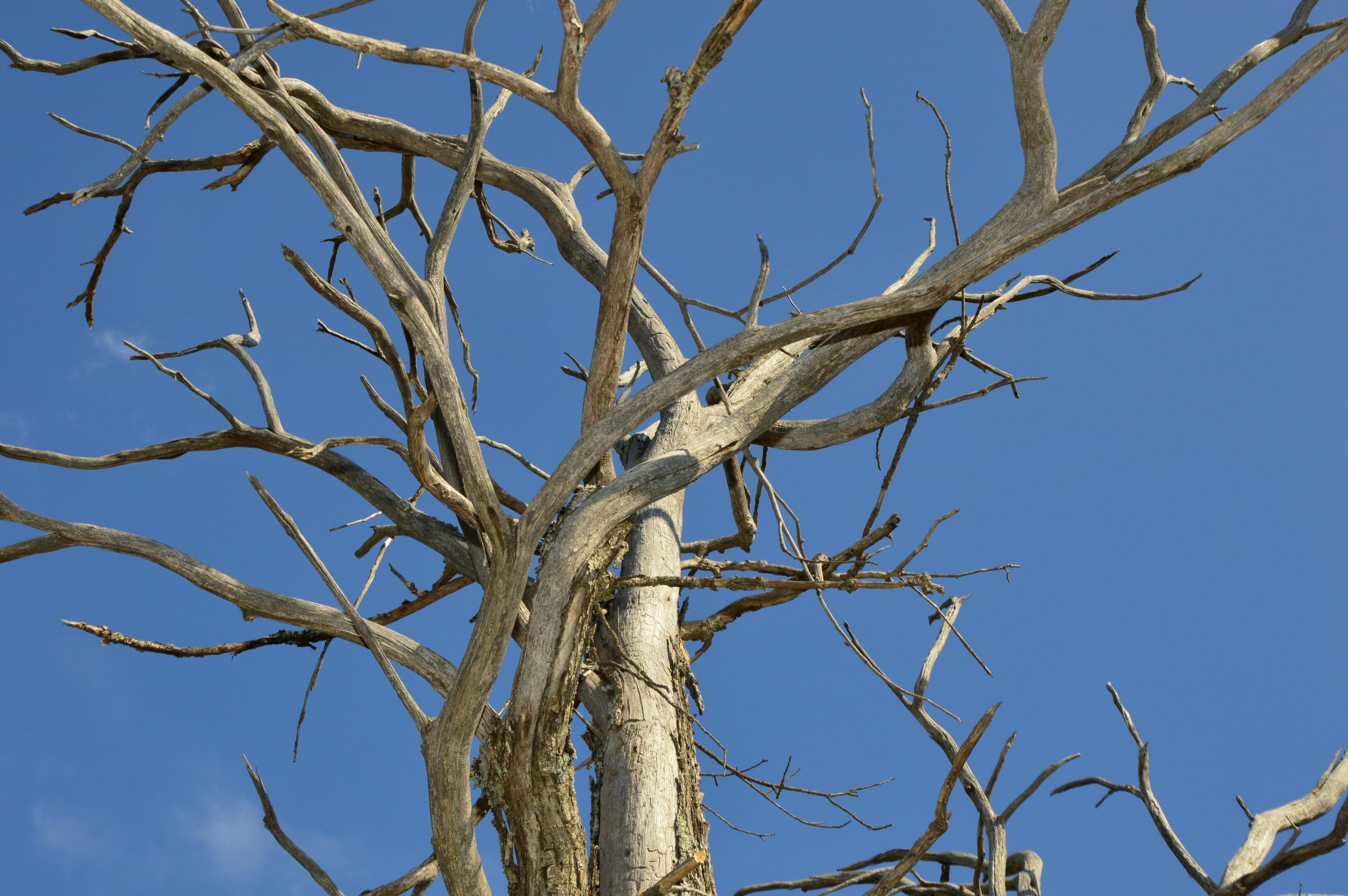 tree with no leaves
