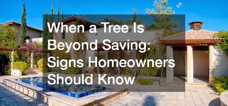 When a Tree Is Beyond Saving  Signs Homeowners Should Know