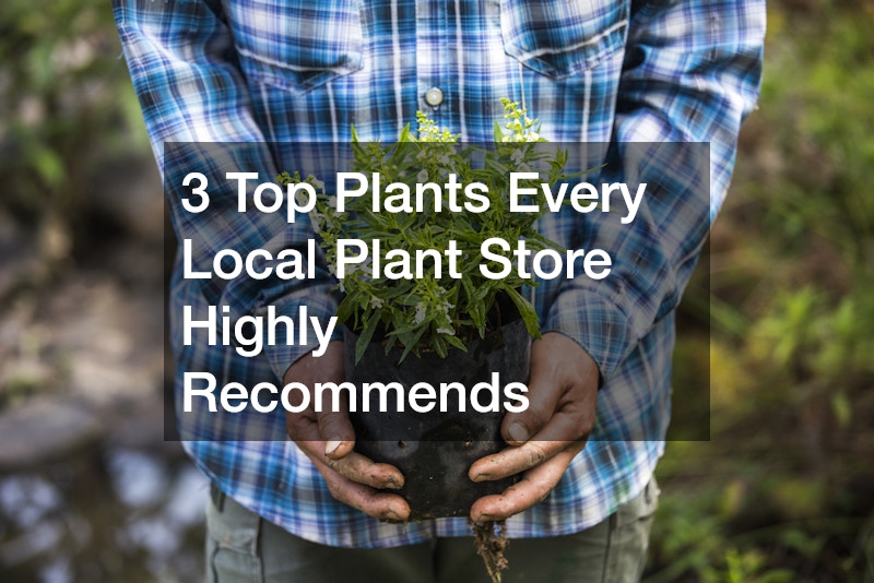 3 Top Plants Every Local Plant Store Highly Recommends