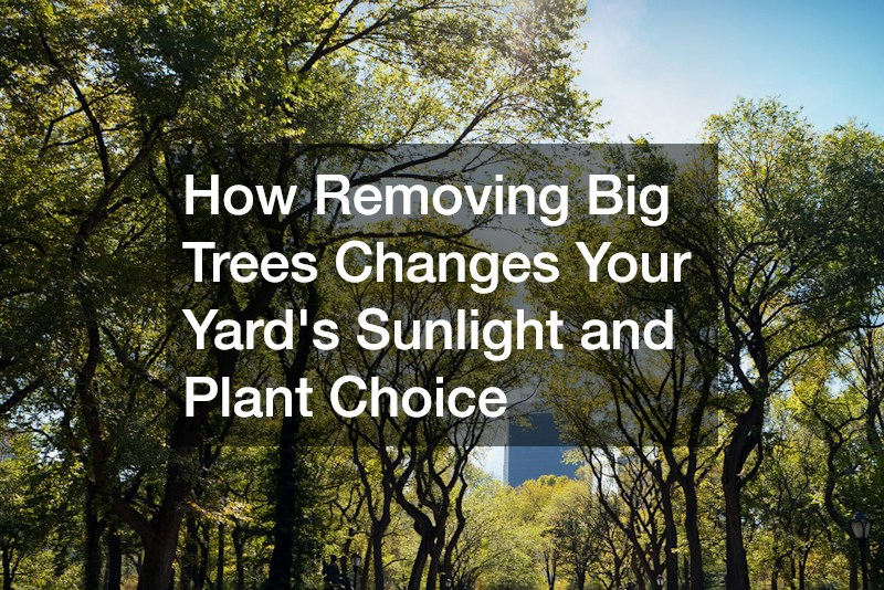 How Removing Big Trees Changes Your Yards Sunlight and Plant Choice